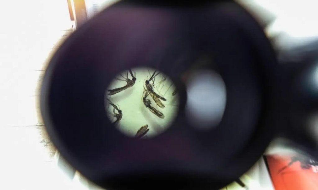 Sespa orienta sobre repelentes e inseticidas que devem ser usados contra mosquitos