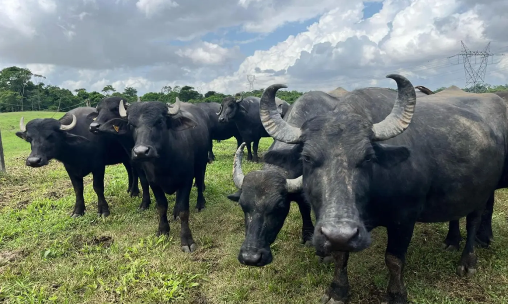 Soja, Carne e bois vivos foram os principais produtos exportados pelo agronegócio paraense em 2024