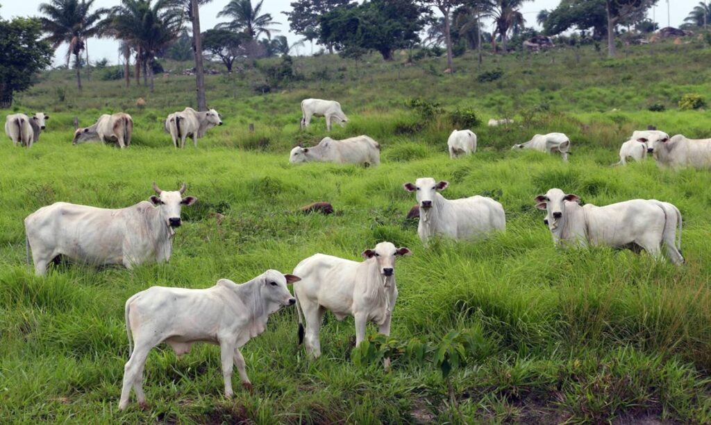 Cresce em 158% no Pará a exportação de animais vivos