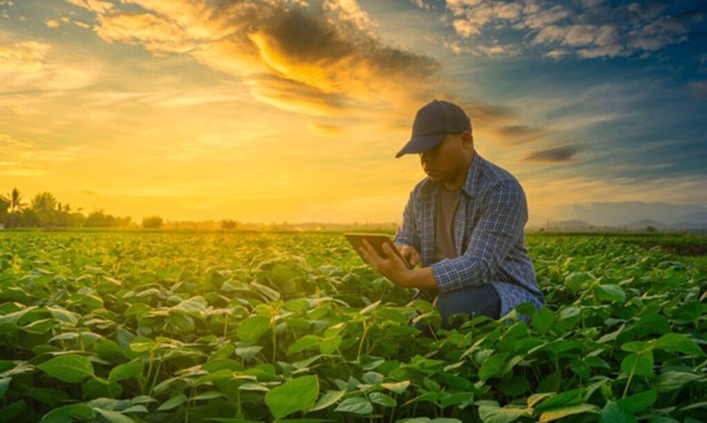 Prorrogação do Crédito Rural pode ser saída para produtores em tempos de adversidades; veja explicação de advogado especialista na área