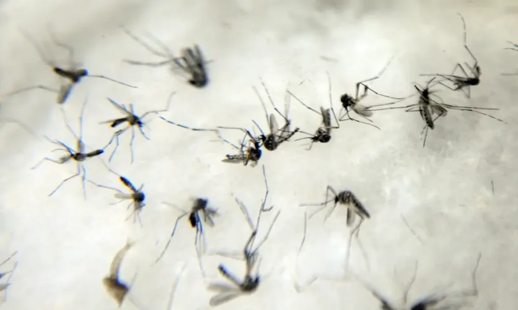 Pará registra queda de 59% em casos de dengue em janeiro