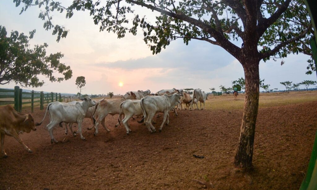 Pará publica lei que extingue taxa do agronegócio para conter inflação dos alimentos