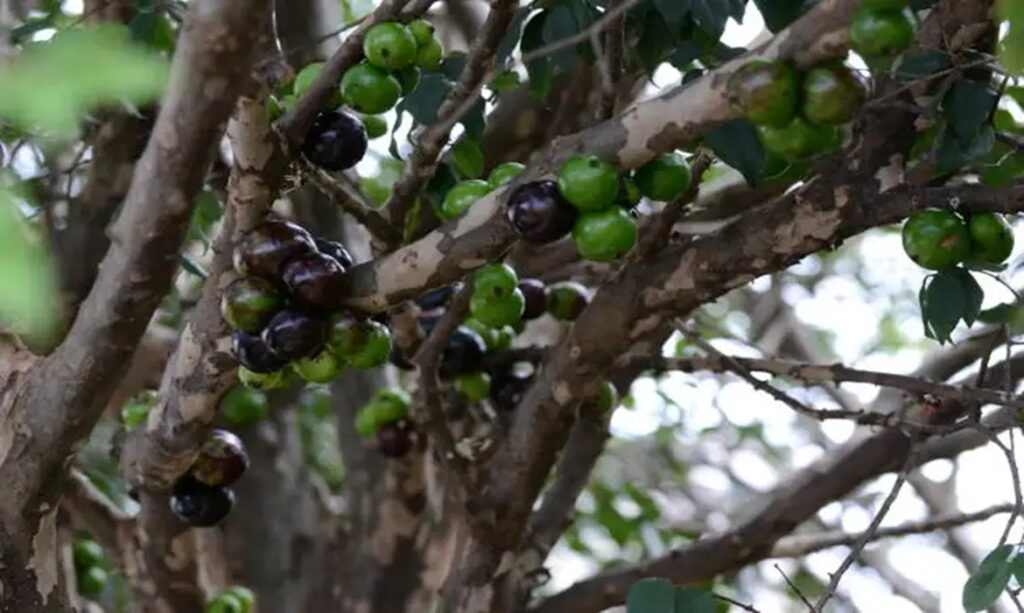Ranking mundial elege a jabuticaba como a melhor fruta do Brasil