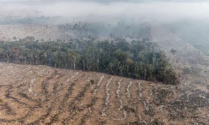 Fundo Amazônia terá contribuição de R$ 91 milhões da Irlanda