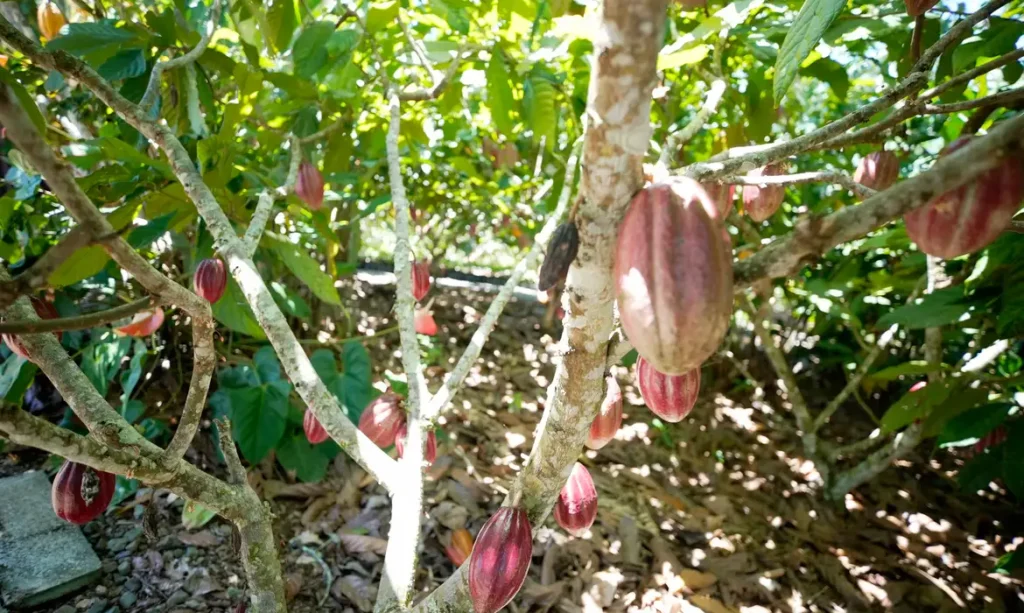 Fundo vai financiar pequenos agricultores de cacau na Bahia e no Pará