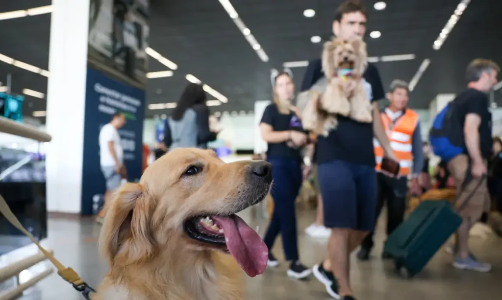 Aéreas podem se negar a embarcar animais de suporte emocional, diz STJ