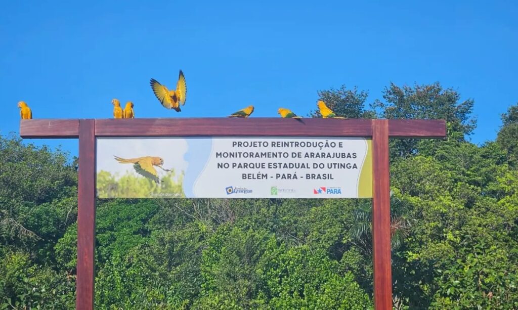 Projeto de conservação das ararajubas avança com modernização de aviário no Parque do Utinga