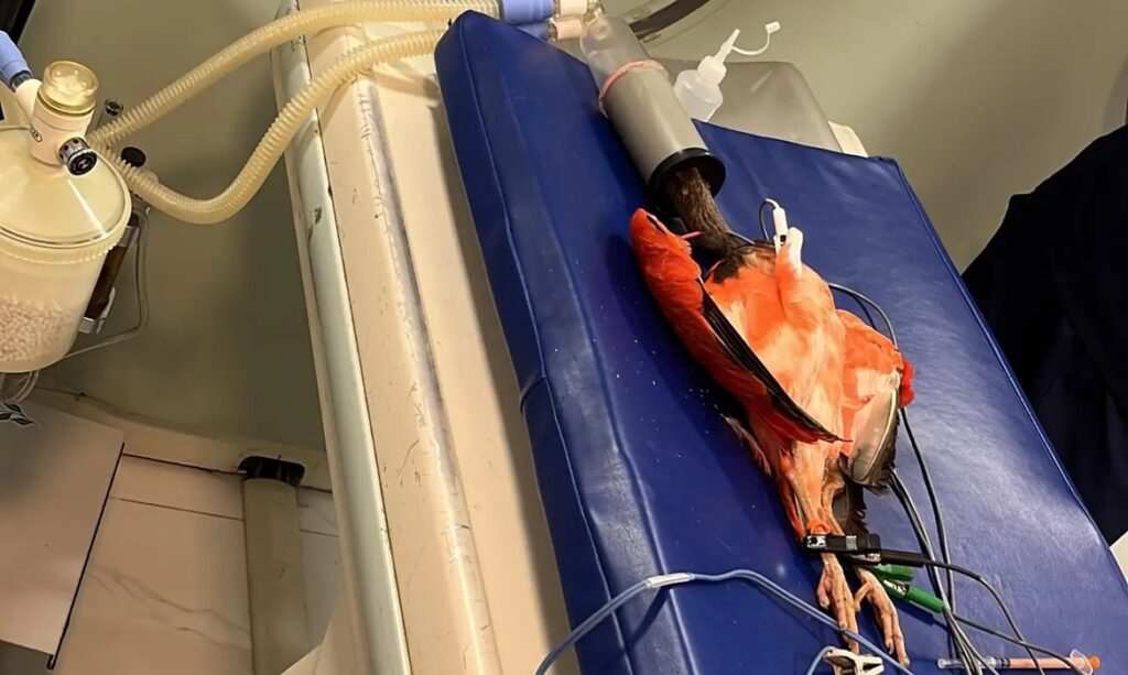Guarás do Mangal passam por exames inéditos para estudo cardiológico