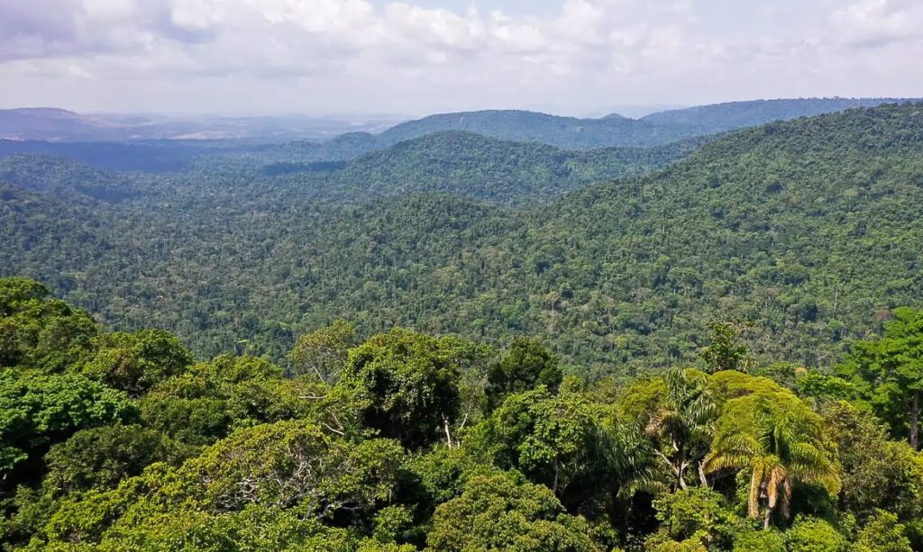 Instituto lança edital para projetos de economia sustentável na Amazônia
