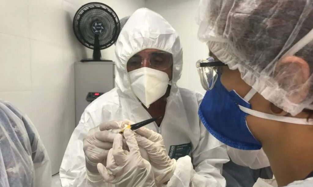 Pará decreta emergência zoossanitária preventiva contra gripe aviária