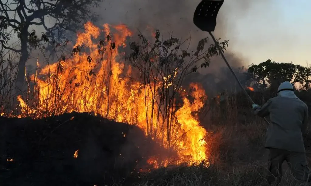Ibama aponta que incêndios florestais de 2024 foram majoritariamente criminosos