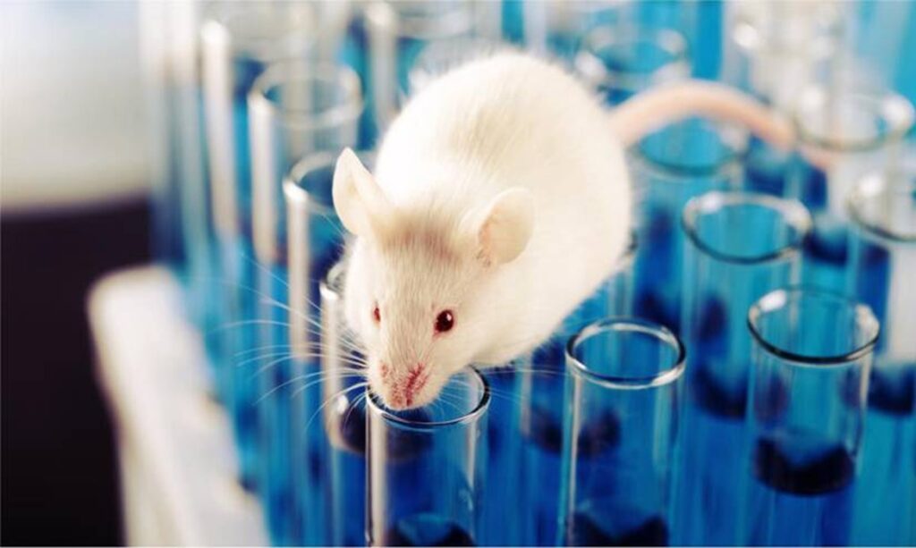 Lei que proíbe definitivamente testes em animais para cosméticos no Brasil é sancionada por Lula