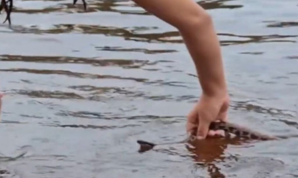Criança pega cobra com as mãos durante banho em igarapé no Pará e surpreende