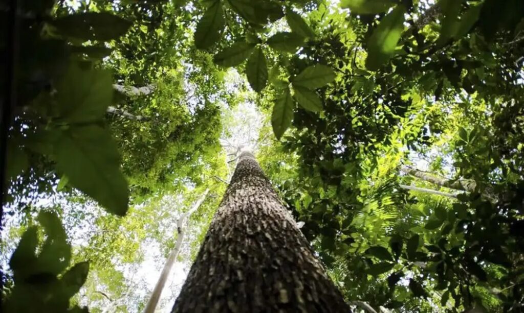 Países amazônicos aprovam fundo global de US$ 125 bi com destinação direta a indígenas