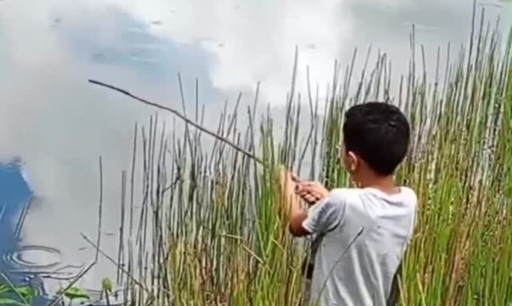 Ataque de abelhas causa pânico em rio de Tailândia e deixa adolescente ferida