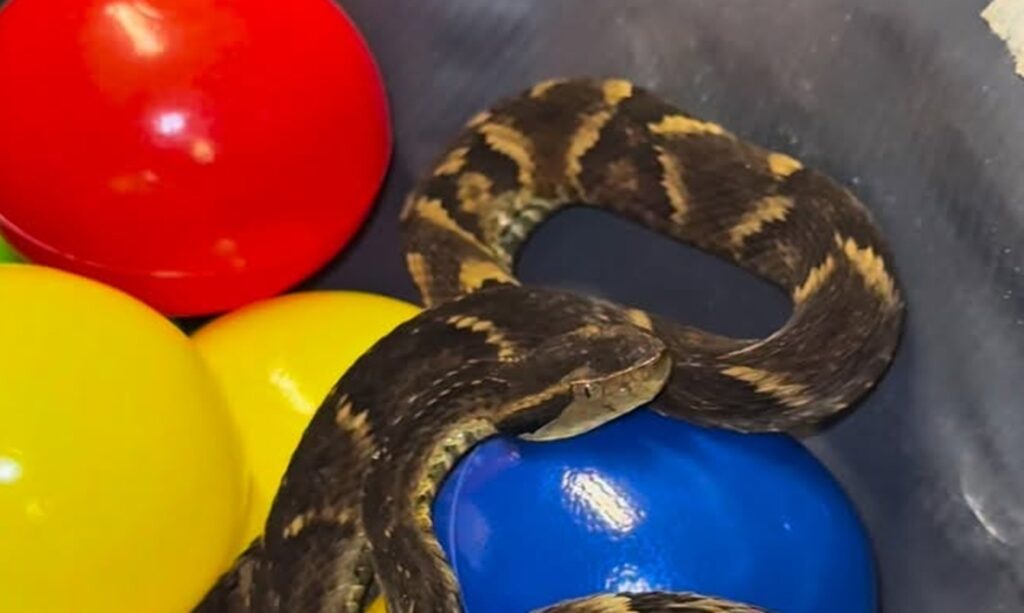 Jararaca é encontrada em piscina de bolinhas em restaurante de Suzano