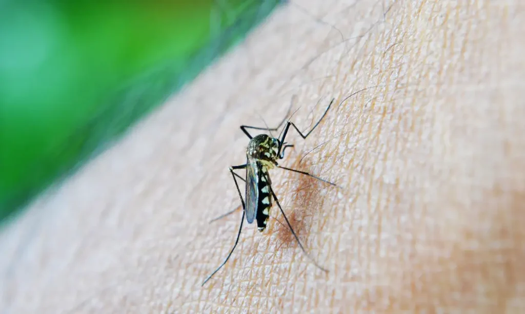 Estudo da Fiocruz alerta: risco de Guillain-Barré é 17 vezes maior após infecção por dengue