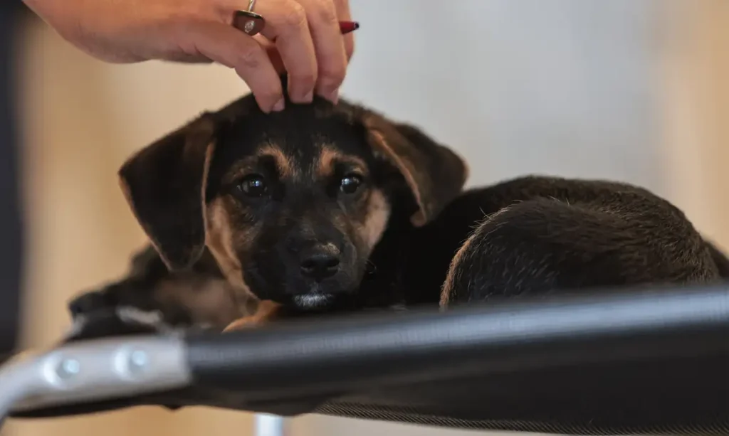 Nova lei institui guarda compartilhada de pets e define regras para dissolução de união