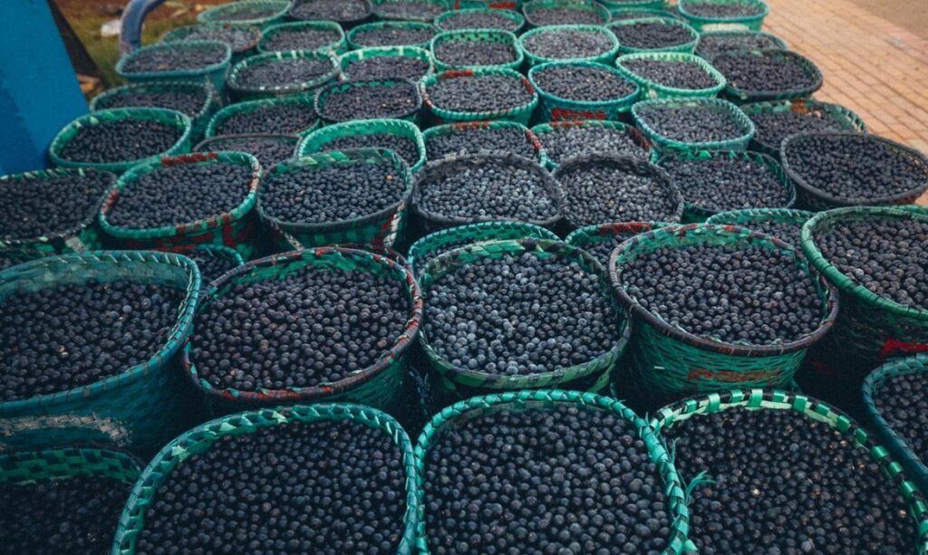 Açaí dispara em Belém e fica até 43% mais caro no primeiro trimestre de 2026 2 Açaí dispara em Belém e fica até 43% mais caro no primeiro trimestre de 2026
