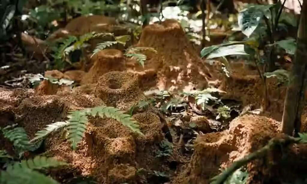 Seca extrema transforma cenário de ilhas no Xingu com formigas 1 Seca extrema transforma cenário de ilhas no Xingu com formigas