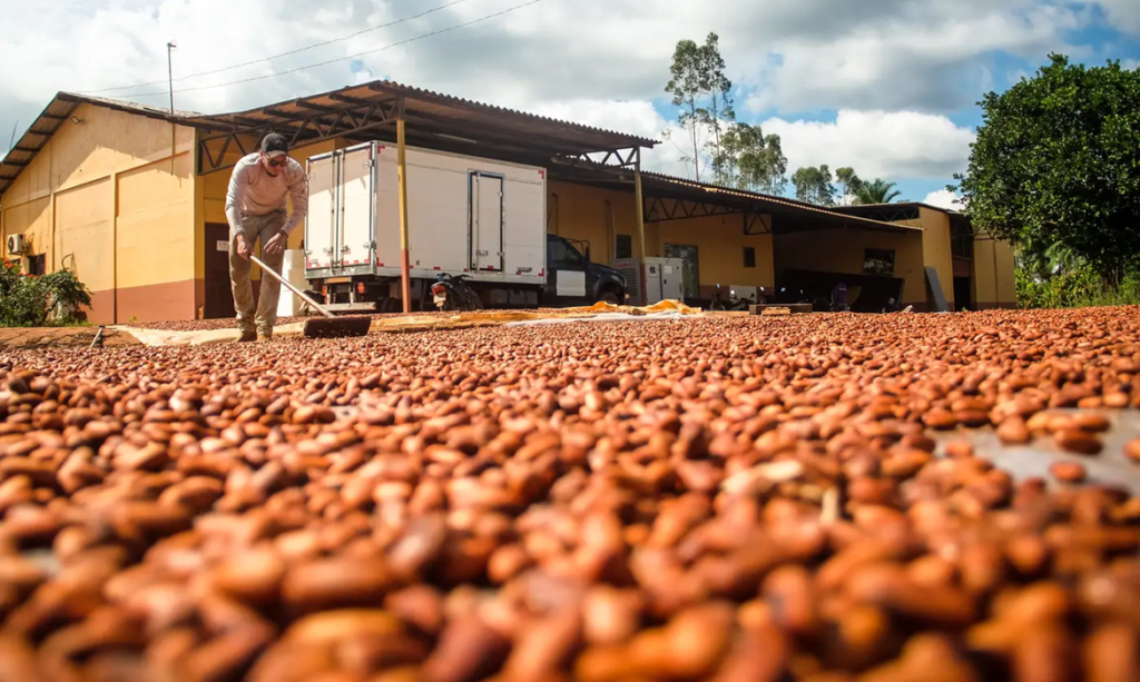 Bioeconomia movimenta R$ 13,5 bilhões por ano no Pará, revela estudo da Fapespa