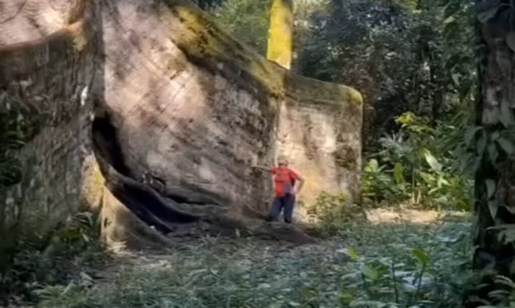 Samaúma impressiona pela grandiosidade e importância para a floresta amazônica 1 Samaúma impressiona pela grandiosidade e importância para a floresta amazônica