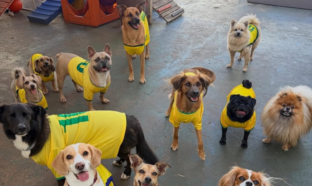 Cachorros fantasiados com uniforme da Seleção viralizam em “corrida maluca” nas redes 1 Cachorros fantasiados com uniforme da Seleção viralizam em “corrida maluca” nas redes
