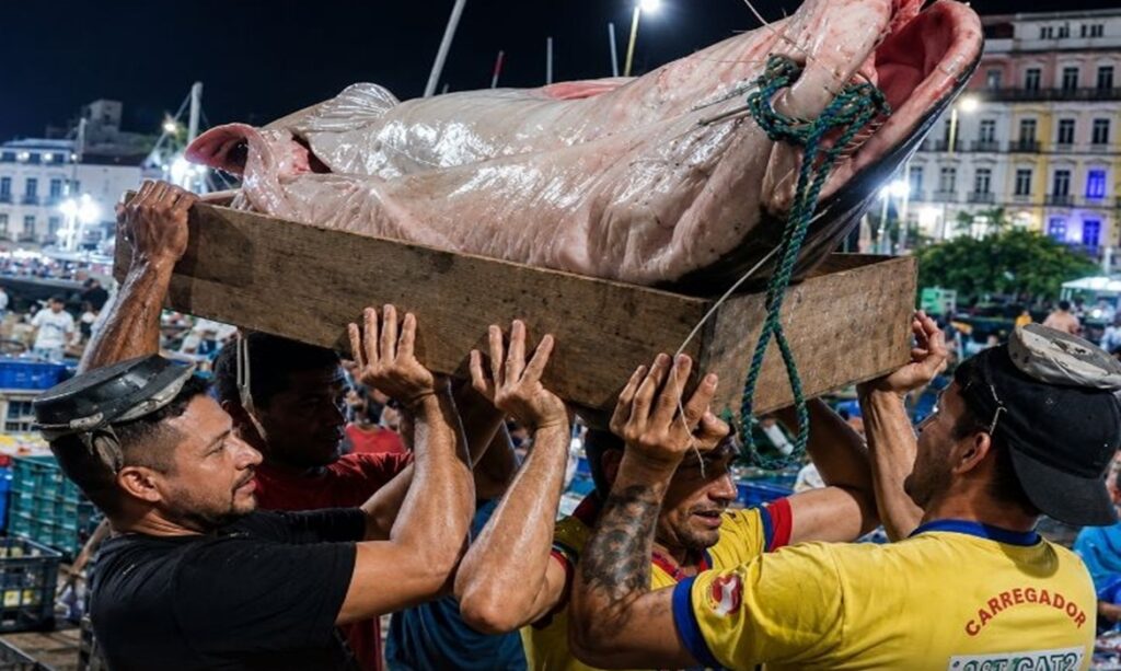Piraíba de cerca de 180 quilos impressiona moradores e turistas no Ver-o-Peso 10 Piraíba de cerca de 180 quilos impressiona moradores e turistas no Ver-o-Peso