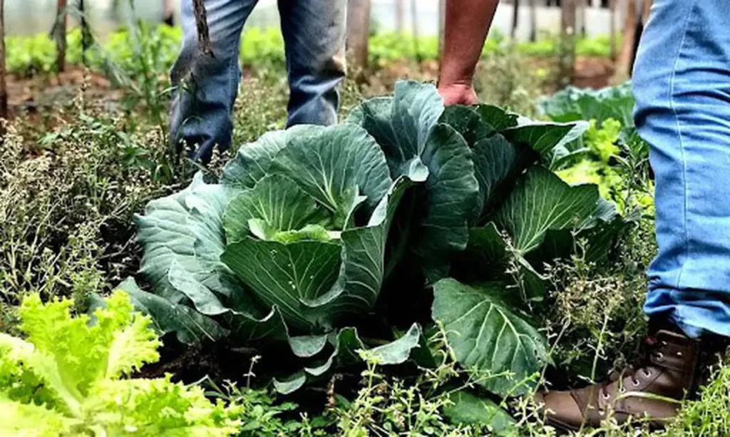 Municípios já podem manifestar interesse em executar o Programa de Aquisição de Alimentos (PAA) em 2026, na modalidade Compra com Doação Simultânea