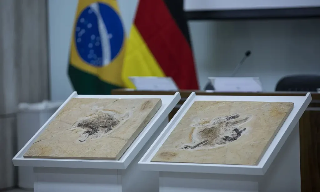 Brasil trabalha para repatriar fósseis de dinossauros e outros patrimônios espalhados por pelo menos 14 países