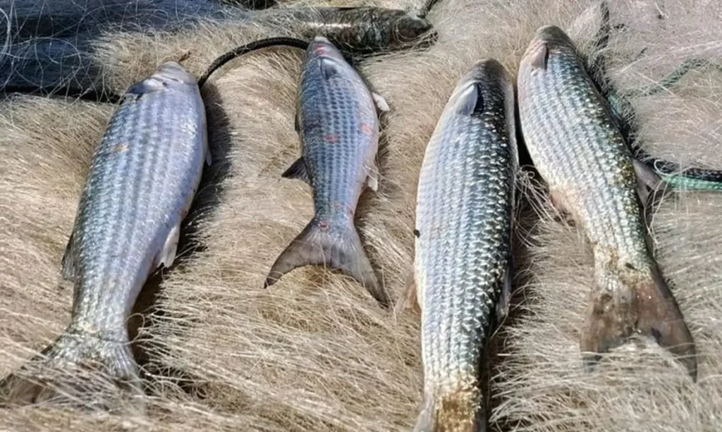 Pesca de tainha na modalidade arrasto de praia está suspensa após país atingir 90% da cota para 2026
