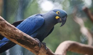 Lista de fauna ameaçada é atualizada com 180 novas espécies e 150 retiradas, totalizando 790 em perigo