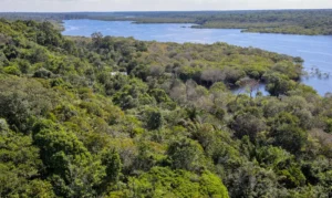 Fundo Amazônia quadruplica aprovações e alcança R$ 5,3 bilhões em doações