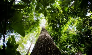 BNDES lança nova etapa do ProFloresta+ para mobilizar até R$ 6 bilhões em crédito de carbono