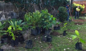 Prefeitura de Belém oferece plantio gratuito de árvores pelo WhatsApp em até 15 dias