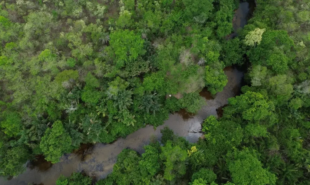 Restaura Biomas quer recuperar 600 mil hectares de vegetação nativa nos seis biomas do Brasil 1 Restaura Biomas quer recuperar 600 mil hectares de vegetação nativa nos seis biomas do Brasil
