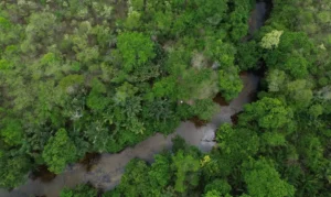 Restaura Biomas quer recuperar 600 mil hectares de vegetação nativa nos seis biomas do Brasil