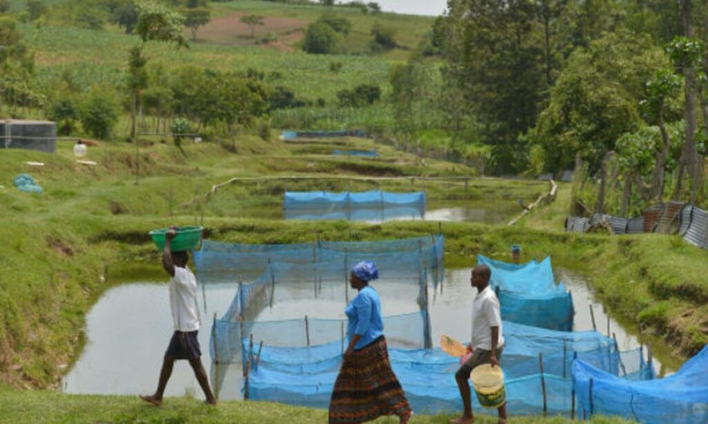 Estudo identifica bactéria em peixes de criação no Brasil, mas não há evidências de transmissão a humanos 1 Estudo identifica bactéria em peixes de criação no Brasil, mas não há evidências de transmissão a humanos