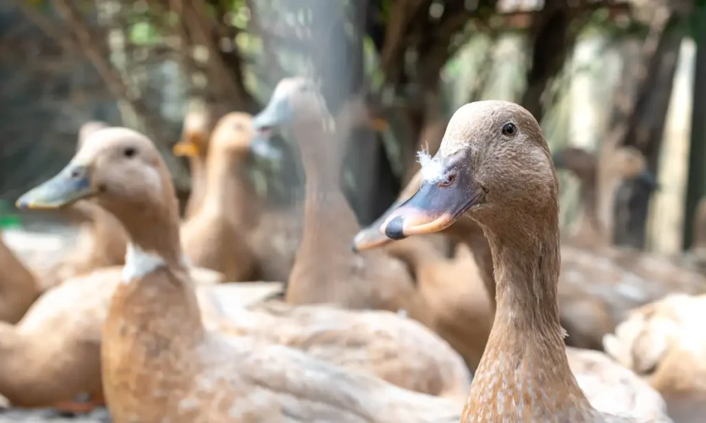 Entidades defendem sanção de projeto que proíbe alimentação forçada de animais para produção de foie gras; texto aguarda decisão do Planalto 1 Entidades defendem sanção de projeto que proíbe alimentação forçada de animais para produção de foie gras; texto aguarda decisão do Planalto