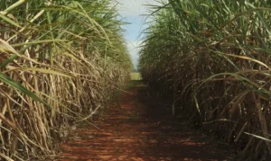 Conselho eleva limite de remuneração do Eco Invest Brasil para até 4% ao ano no quinto leilão