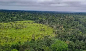 Imazon aponta desmatamento zero em 60% das terras indígenas na Amazônia; bioma perdeu 2.702 km² no período