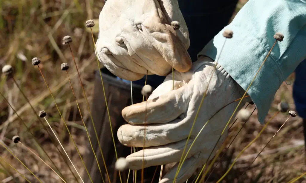 Pesquisadores redescobrem plantas extintas há mais de 30 anos no Quadrilátero Ferrífero, em Minas Gerais 1 Pesquisadores redescobrem plantas extintas há mais de 30 anos no Quadrilátero Ferrífero, em Minas Gerais