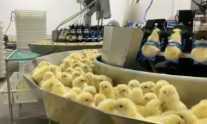 Investigação denuncia trituração de pintinhos machos na indústria de ovos