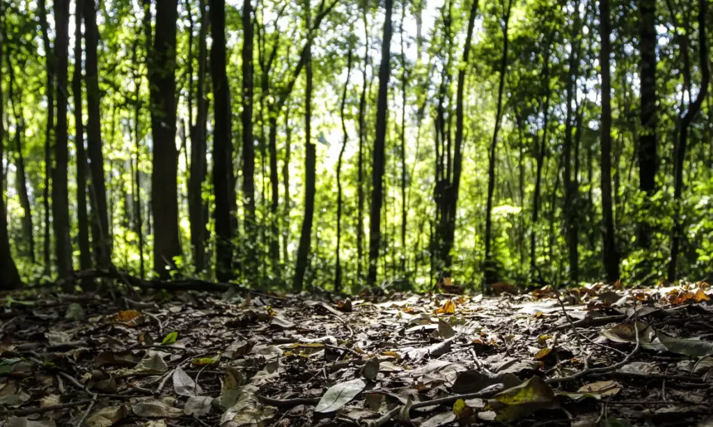 Produção florestal do Brasil bate recorde de R$ 47,9 bilhões em 2025 1 Produção florestal do Brasil bate recorde de R$ 47,9 bilhões em 2025