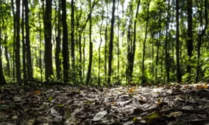 Produção florestal do Brasil bate recorde de R$ 47,9 bilhões em 2025