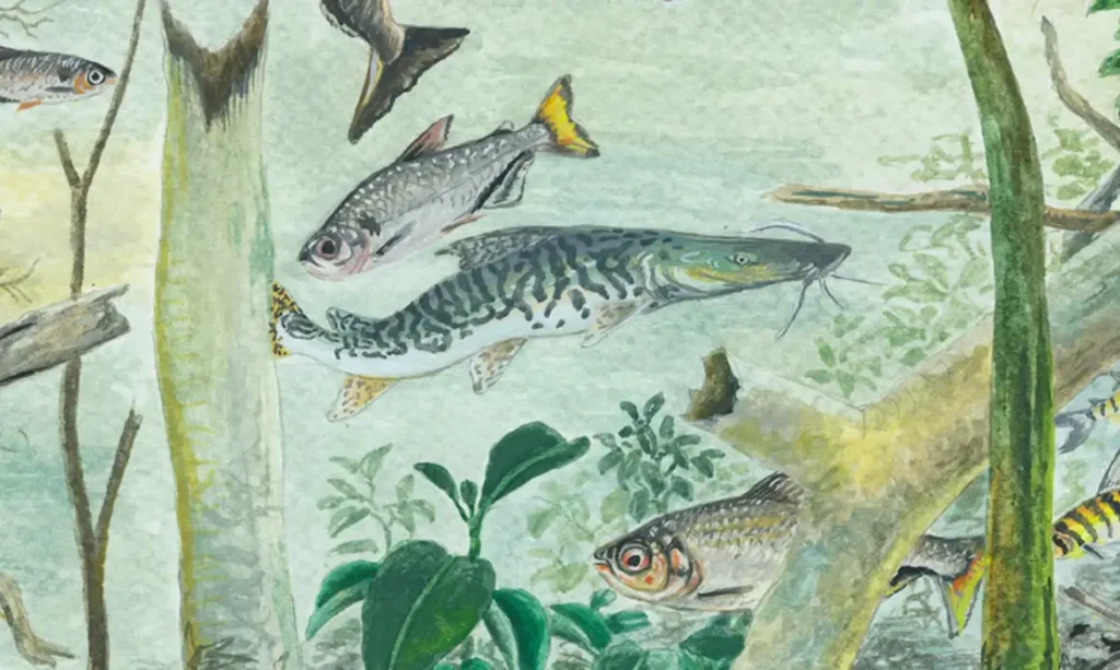 Amazônia abriga mais de 2,7 mil espécies de peixes, 15% do total mundial, aponta relatório da TNC