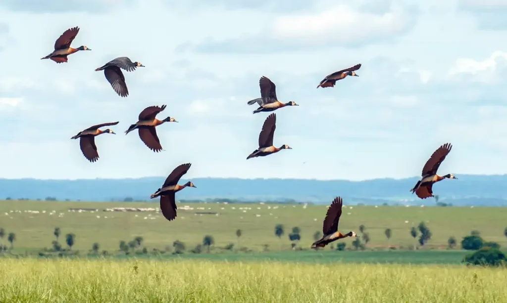 Proteção da biodiversidade exige mais US$ 1,3 trilhão por ano 1 Proteção da biodiversidade exige mais US$ 1,3 trilhão por ano