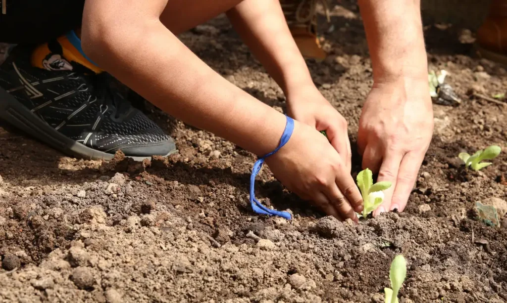 Entidades pedem apoio de candidatos em defesa da agroecologia 1 Entidades pedem apoio de candidatos em defesa da agroecologia
