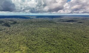 Amazônia registra menor desmatamento em 41 anos, com 693 mil hectares devastados em 2025, aponta MapBiomas
